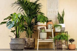 cây trồng trong nhà vệ sinh